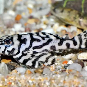 Iriri Schmucklinienharnischwels Super White (L 236 Hypancistrus spec. Super White) Kracherpreis